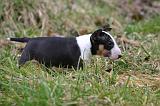 BULL TERRIER MINIATURE 234